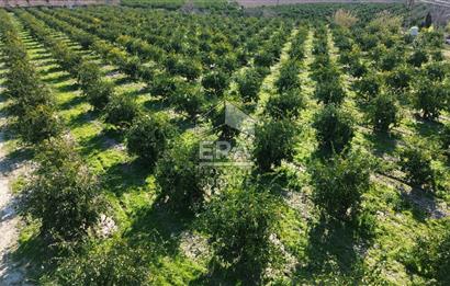 MANDALİNA BAHÇESİ