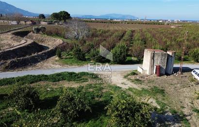 MANDALİNA BAHÇESİ