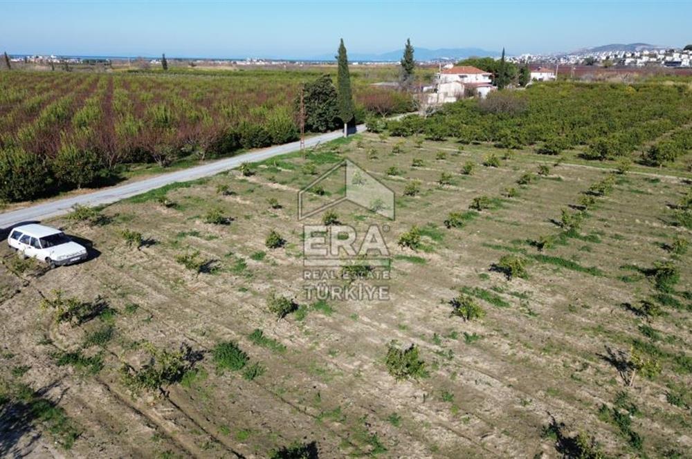 MANDALİNA BAHÇESİ