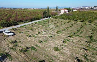 MANDALİNA BAHÇESİ