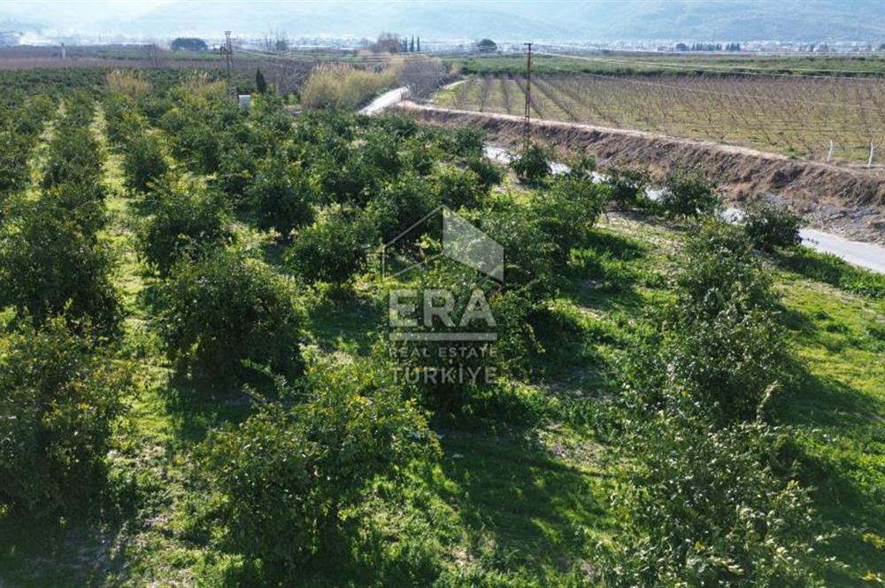 MANDALİNA BAHÇESİ