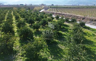 MANDALİNA BAHÇESİ