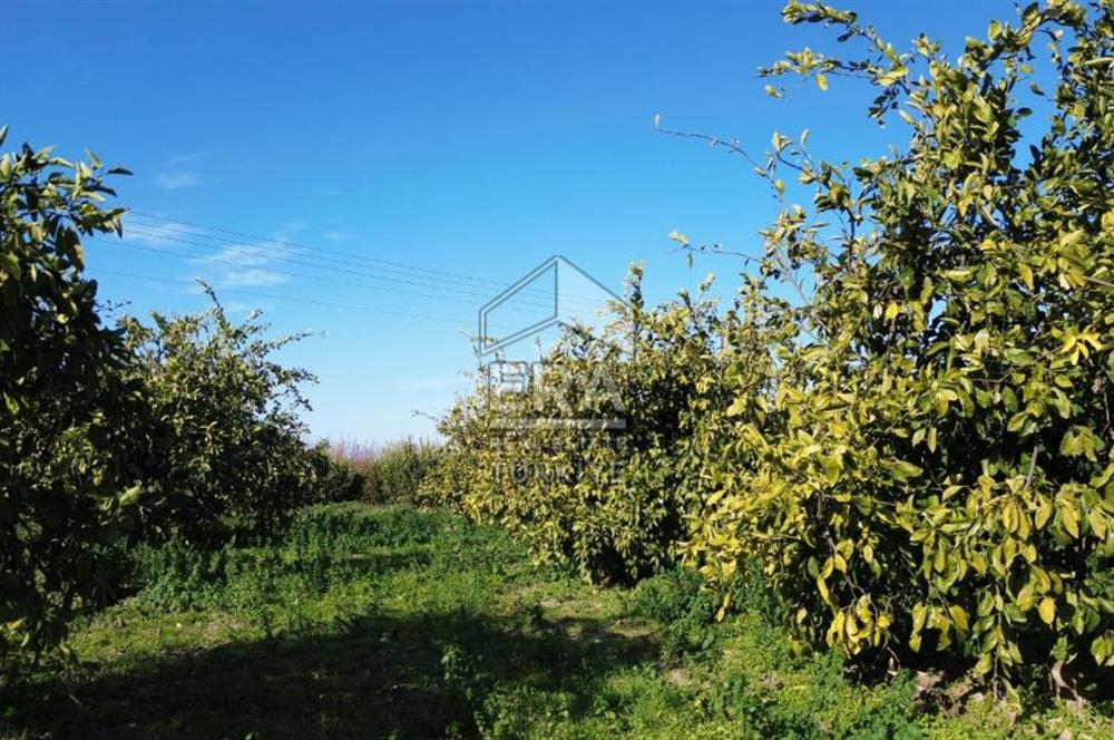 MANDALİNA BAHÇESİ