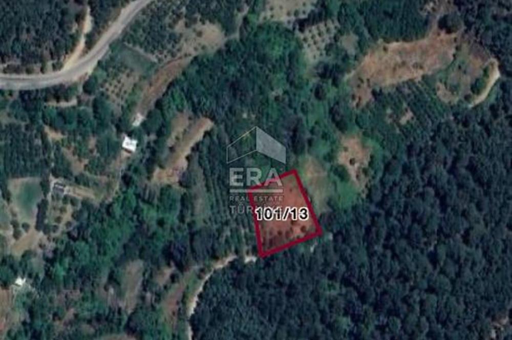 Kemalpaşa Kamberlerde Satılık Kestanelik