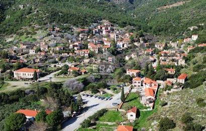 AYDIN SÖKE DOĞANBEY SATILIK ZEYTİNLİK