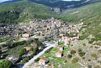 AYDIN SÖKE DOĞANBEY SATILIK ZEYTİNLİK - 2 - 14516