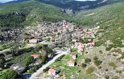 AYDIN SÖKE DOĞANBEY SATILIK ZEYTİNLİK