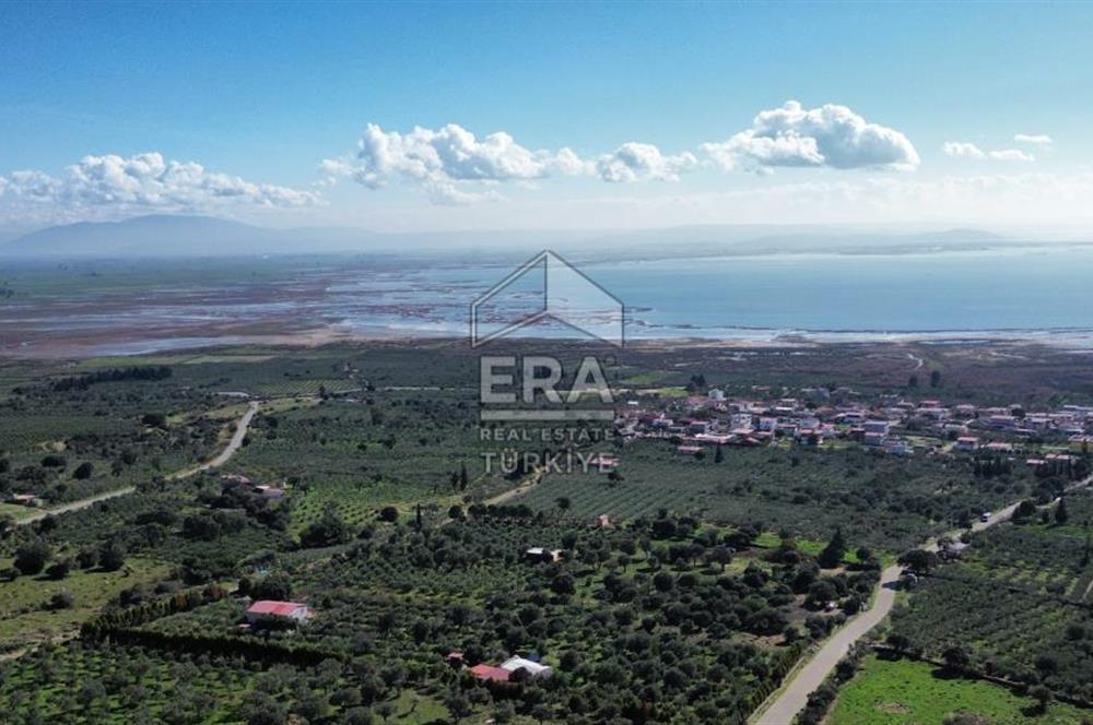 AYDIN SÖKE DOĞANBEY SATILIK ZEYTİNLİK