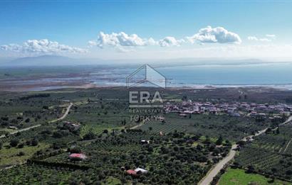 AYDIN SÖKE DOĞANBEY SATILIK ZEYTİNLİK