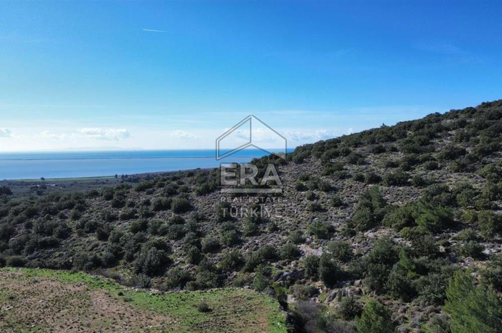 AYDIN SÖKE DOĞANBEY SATILIK ZEYTİNLİK