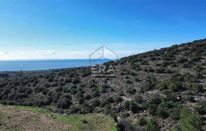 AYDIN SÖKE DOĞANBEY SATILIK ZEYTİNLİK