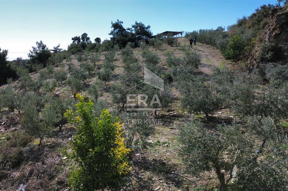 AYDIN SÖKE DOĞANBEY SATILIK ZEYTİNLİK