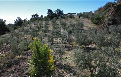 AYDIN SÖKE DOĞANBEY SATILIK ZEYTİNLİK