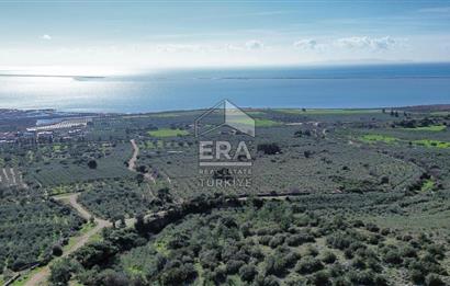 AYDIN SÖKE DOĞANBEY SATILIK ZEYTİNLİK