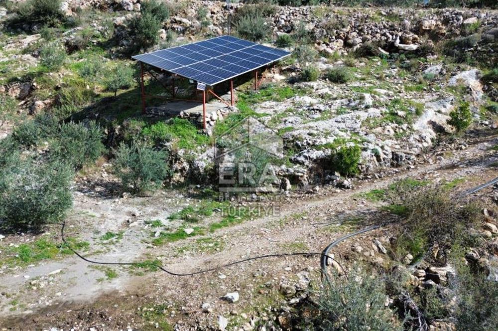 AYDIN SÖKE DOĞANBEY SATILIK ZEYTİNLİK