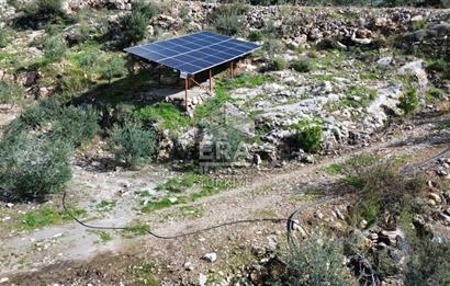 AYDIN SÖKE DOĞANBEY SATILIK ZEYTİNLİK