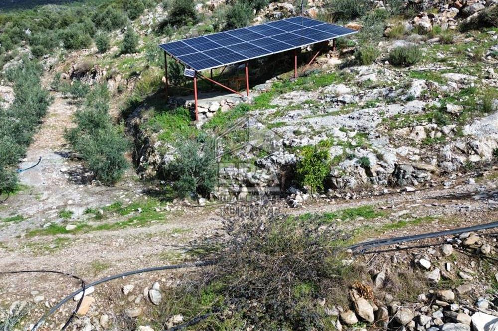 AYDIN SÖKE DOĞANBEY SATILIK ZEYTİNLİK