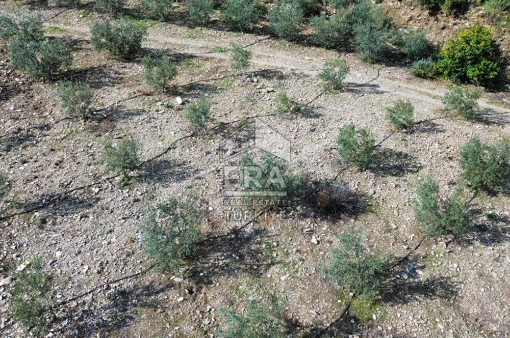 AYDIN SÖKE DOĞANBEY SATILIK ZEYTİNLİK