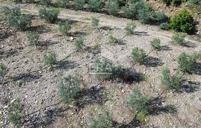 AYDIN SÖKE DOĞANBEY SATILIK ZEYTİNLİK