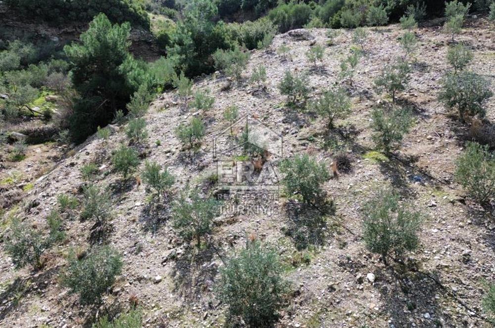 AYDIN SÖKE DOĞANBEY SATILIK ZEYTİNLİK