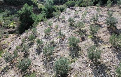 AYDIN SÖKE DOĞANBEY SATILIK ZEYTİNLİK