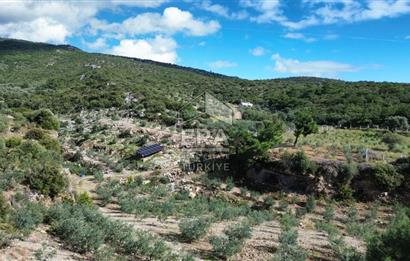 AYDIN SÖKE DOĞANBEY SATILIK ZEYTİNLİK