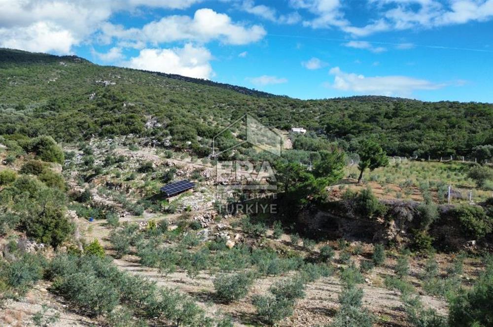 AYDIN SÖKE DOĞANBEY SATILIK ZEYTİNLİK