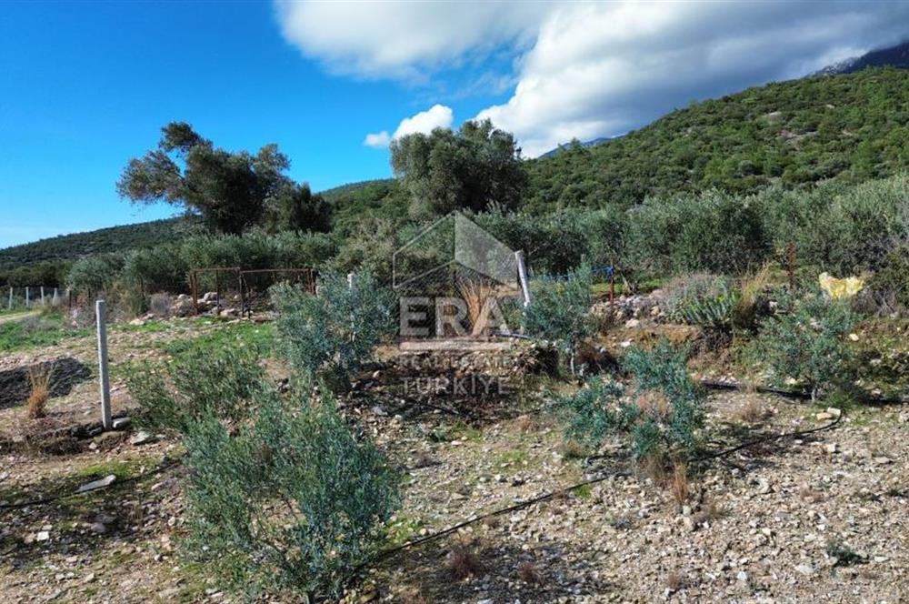 AYDIN SÖKE DOĞANBEY SATILIK ZEYTİNLİK