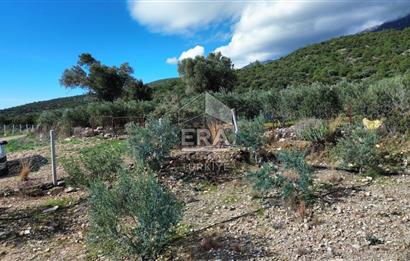 AYDIN SÖKE DOĞANBEY SATILIK ZEYTİNLİK