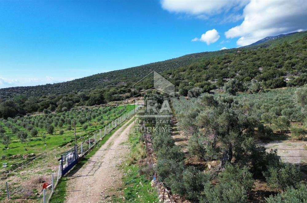 AYDIN SÖKE DOĞANBEY SATILIK ZEYTİNLİK