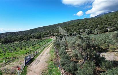 AYDIN SÖKE DOĞANBEY SATILIK ZEYTİNLİK