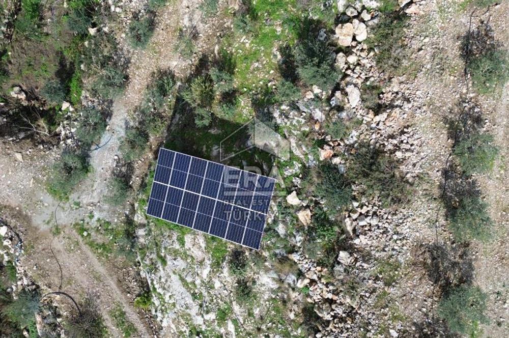 AYDIN SÖKE DOĞANBEY SATILIK ZEYTİNLİK