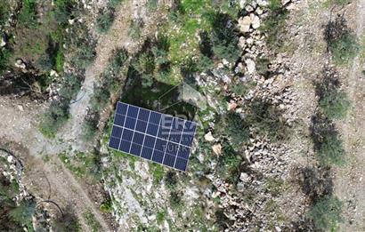 AYDIN SÖKE DOĞANBEY SATILIK ZEYTİNLİK