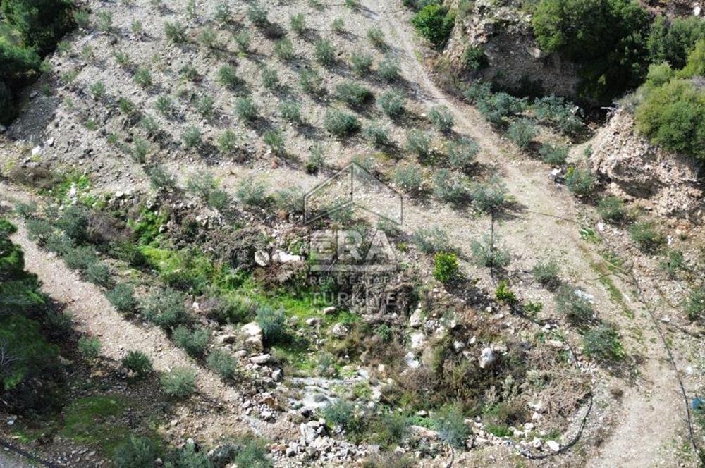 AYDIN SÖKE DOĞANBEY SATILIK ZEYTİNLİK