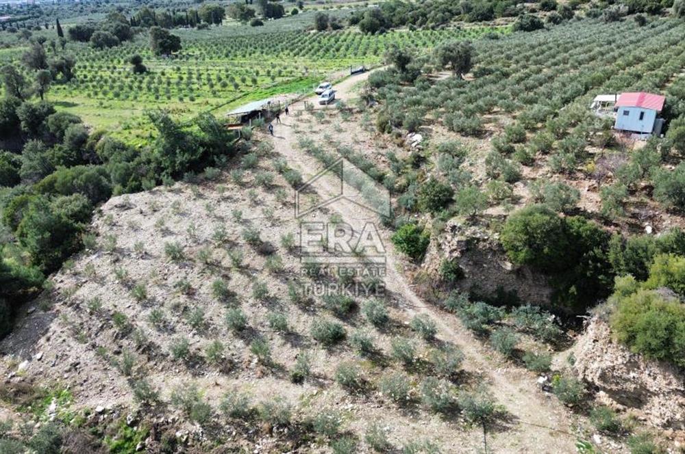 AYDIN SÖKE DOĞANBEY SATILIK ZEYTİNLİK