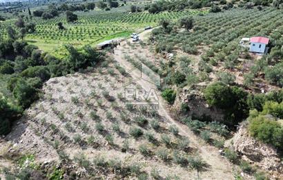 AYDIN SÖKE DOĞANBEY SATILIK ZEYTİNLİK