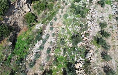 AYDIN SÖKE DOĞANBEY SATILIK ZEYTİNLİK