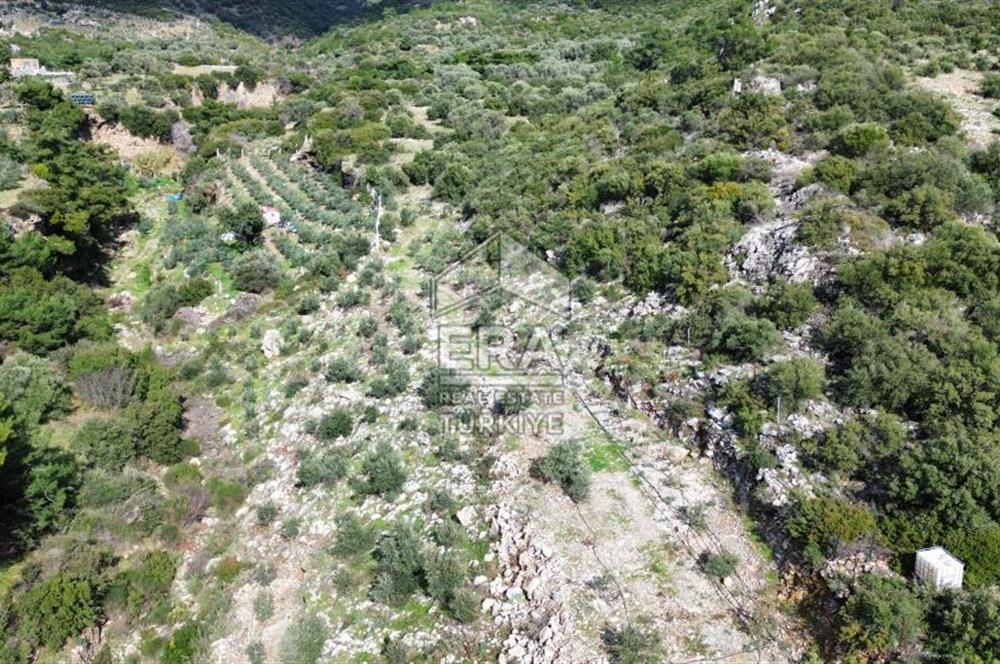 AYDIN SÖKE DOĞANBEY SATILIK ZEYTİNLİK