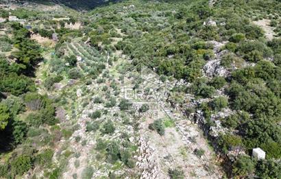 AYDIN SÖKE DOĞANBEY SATILIK ZEYTİNLİK