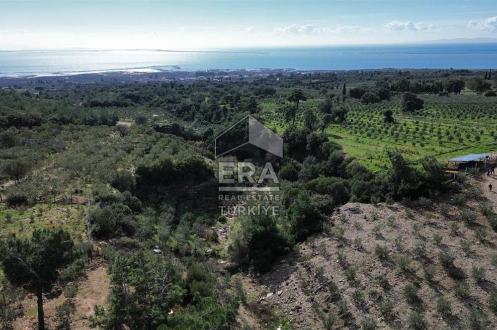 AYDIN SÖKE DOĞANBEY SATILIK ZEYTİNLİK