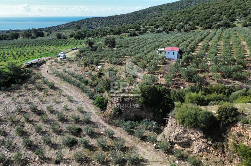 AYDIN SÖKE DOĞANBEY SATILIK ZEYTİNLİK