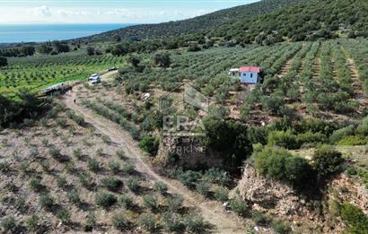 AYDIN SÖKE DOĞANBEY SATILIK ZEYTİNLİK