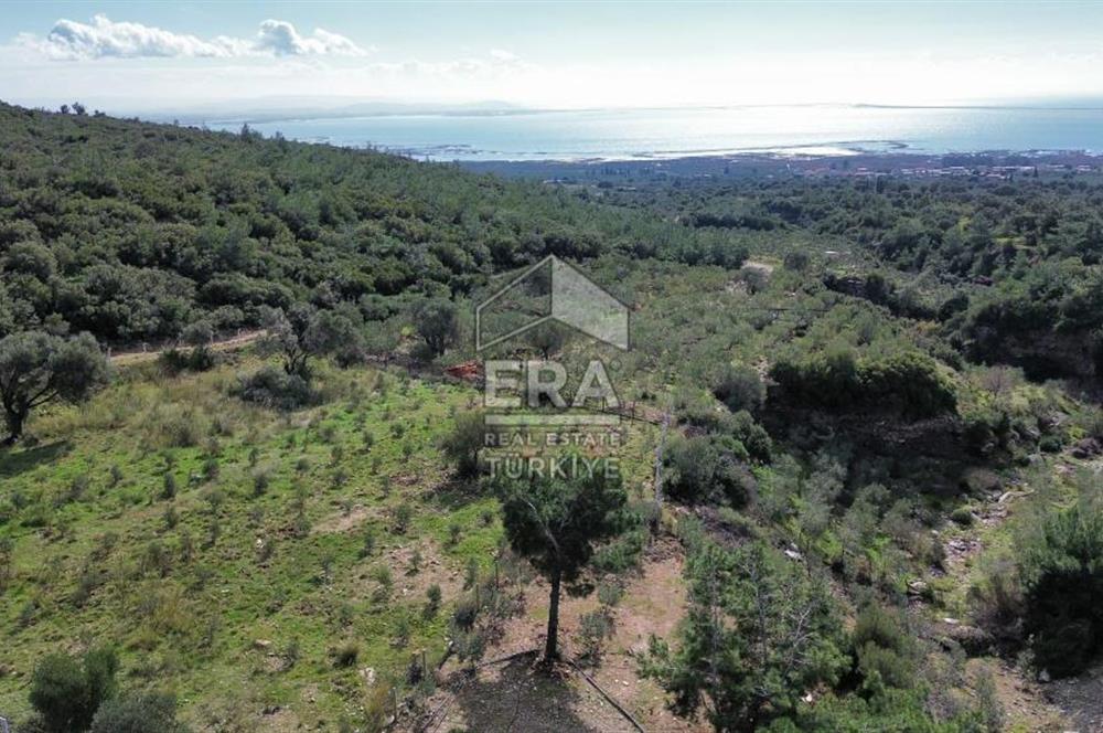 AYDIN SÖKE DOĞANBEY SATILIK ZEYTİNLİK