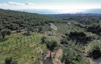 AYDIN SÖKE DOĞANBEY SATILIK ZEYTİNLİK