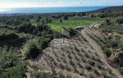 AYDIN SÖKE DOĞANBEY SATILIK ZEYTİNLİK