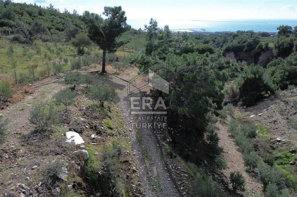 AYDIN SÖKE DOĞANBEY SATILIK ZEYTİNLİK