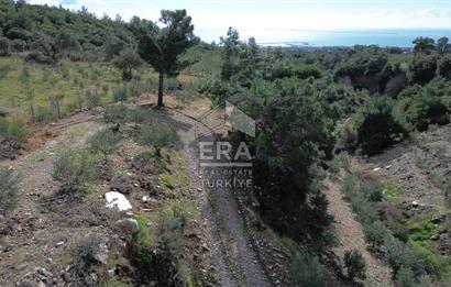 AYDIN SÖKE DOĞANBEY SATILIK ZEYTİNLİK