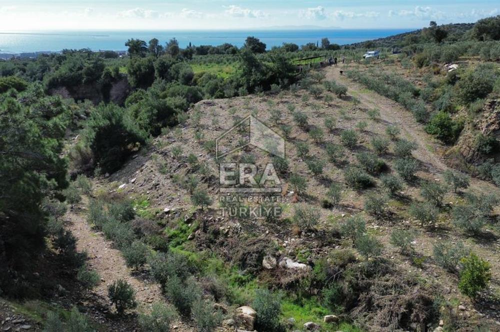 AYDIN SÖKE DOĞANBEY SATILIK ZEYTİNLİK