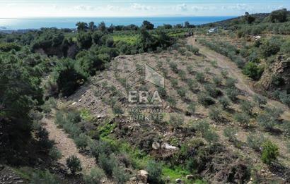 AYDIN SÖKE DOĞANBEY SATILIK ZEYTİNLİK