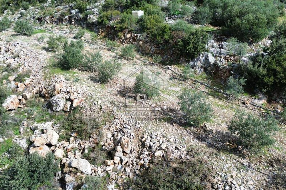 AYDIN SÖKE DOĞANBEY SATILIK ZEYTİNLİK